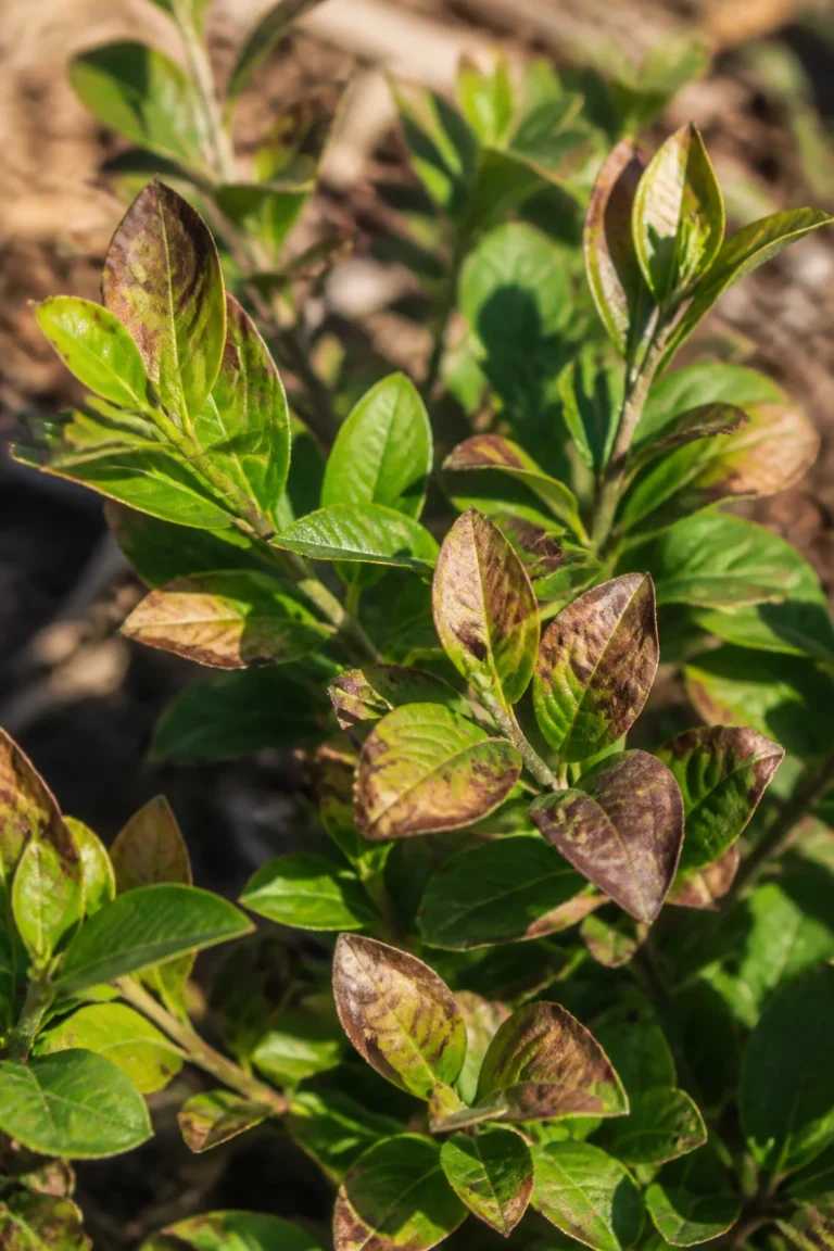 Blueberry Bushes Leaves Turning Brown: Causes, Fix & Prevention