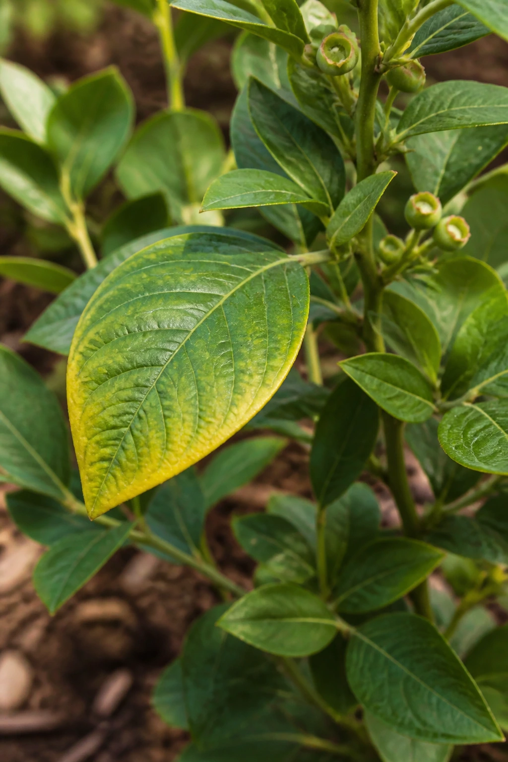 Close-up of a blueberry leaf showing early yellowing at the edges in a garden