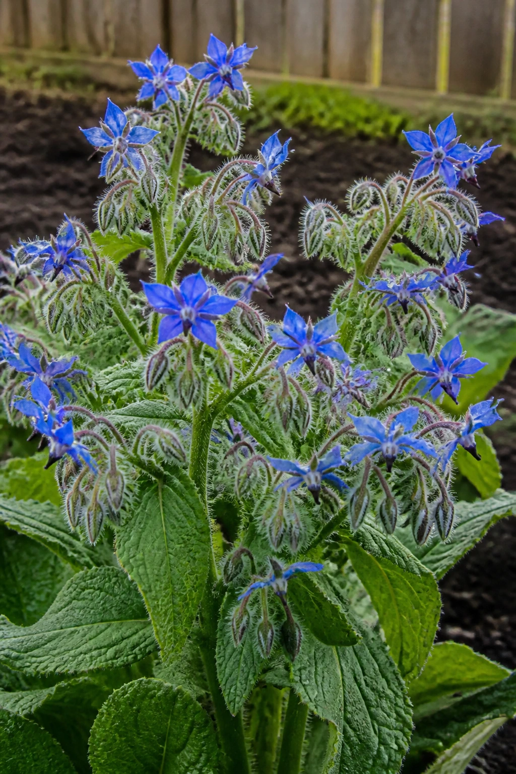 Close-up of borage flowers in a sunlit herb garden