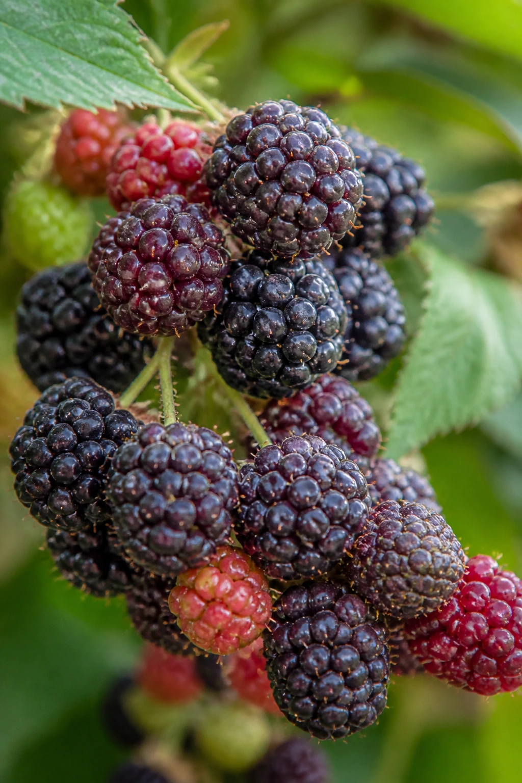 Close-up of boysenberries in bright natural light.