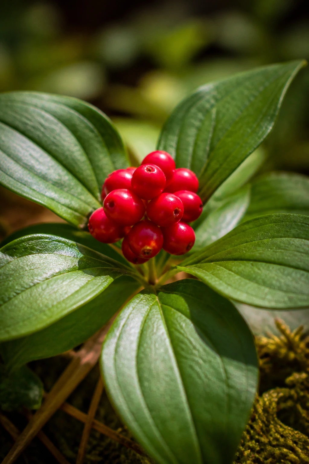 Are Bunchberries Edible? Are They Safe To Eat? 2 Close-up of red bunchberry berries on a plant in a sunlit forest