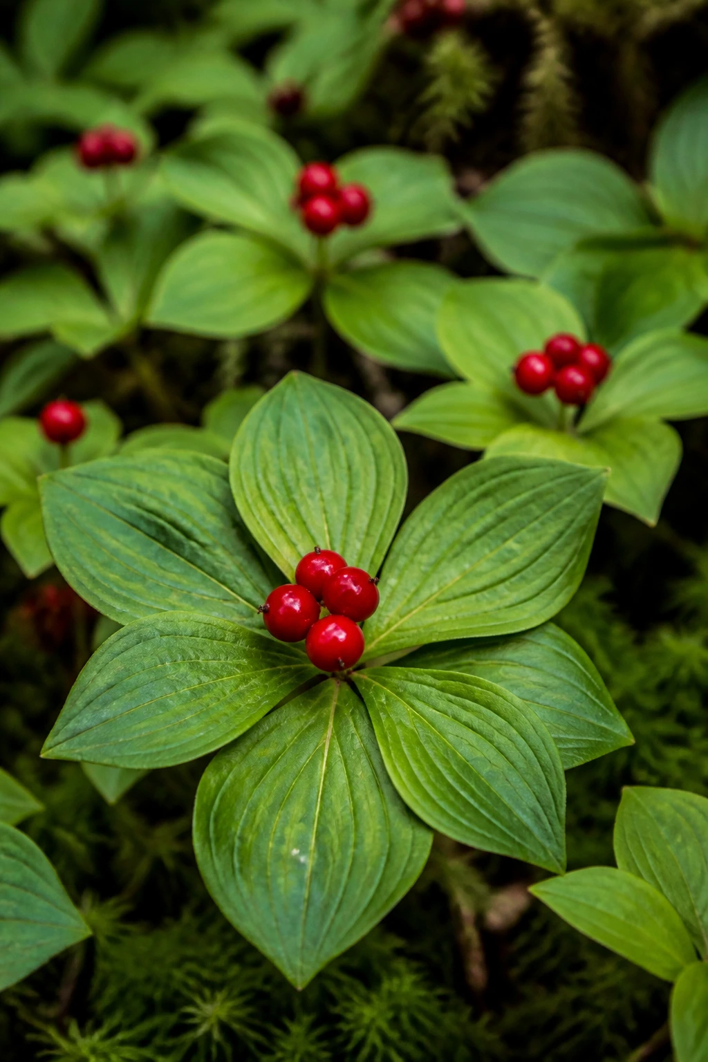 Are Bunchberries Edible? Are They Safe To Eat? 4 Close-up of a bunchberries plant with berries in daylight forest