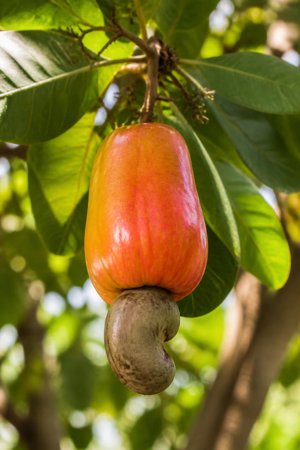 How To Grow Cashew Nuts From Seeds: Step-By-Step Guide 5 Close-up of a cashew fruit on a tree branch