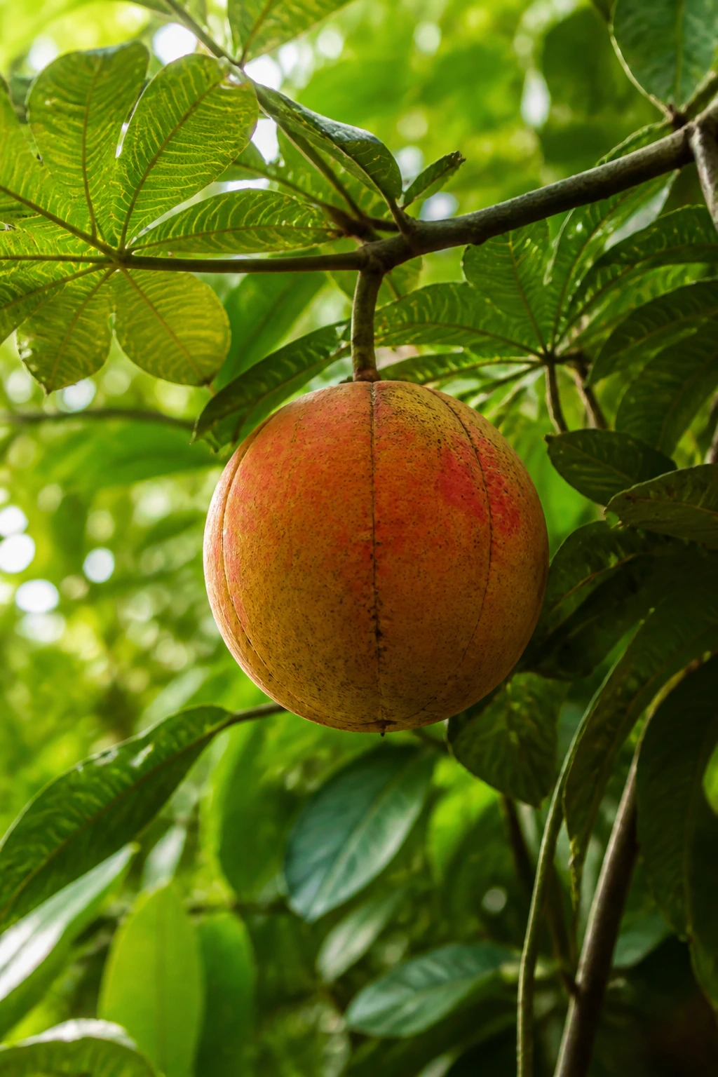 Cecropia Fruit:Â Nutrition Facts, Health Benefits, And More 5 Cecropia fruit on a branch in a tropical rainforest