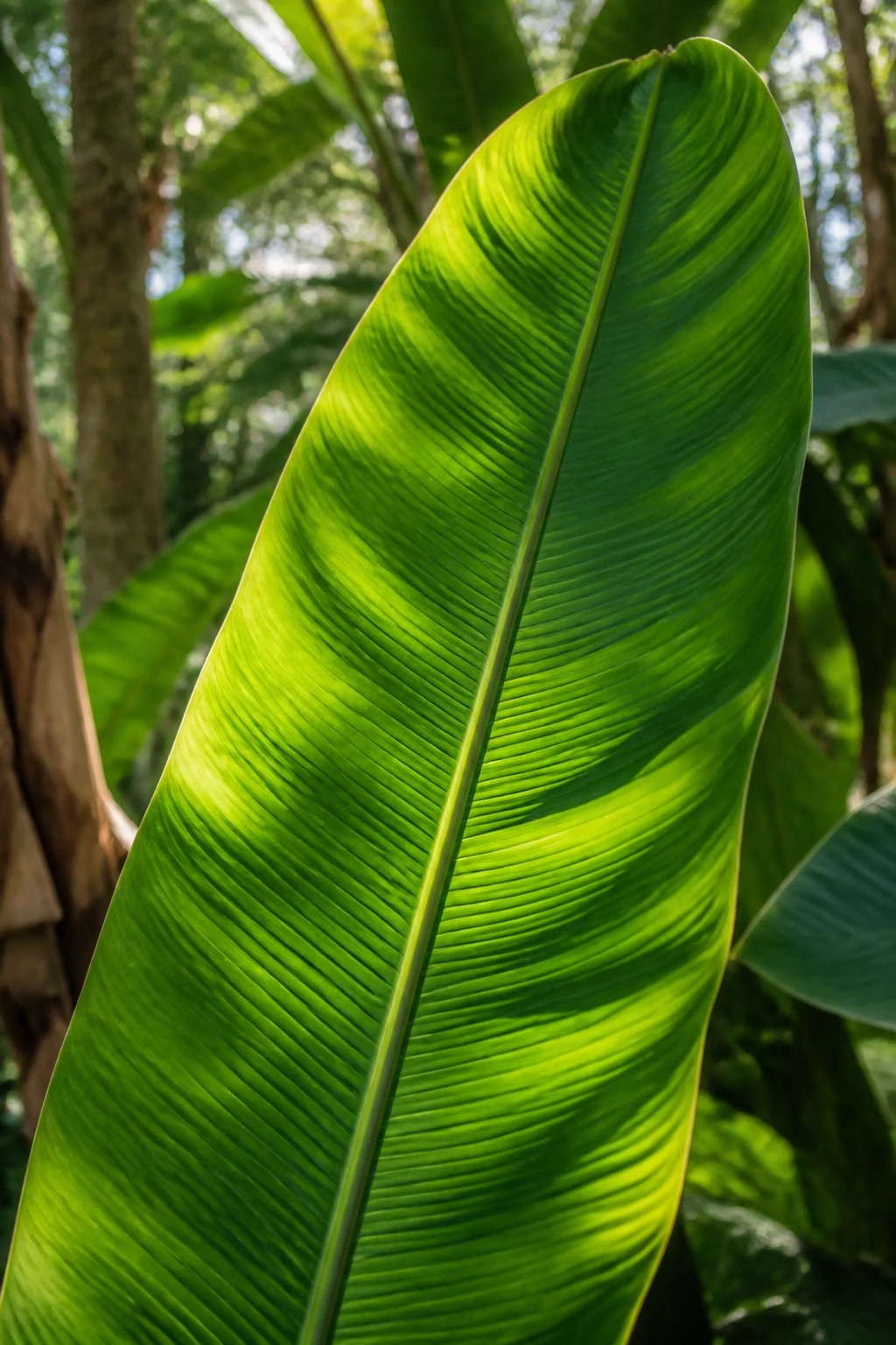 Why Are Bananas Yellow? How Do They Get Their Yellow Color? 1 Close-up of a chlorophyll-rich green leaf with visible veins