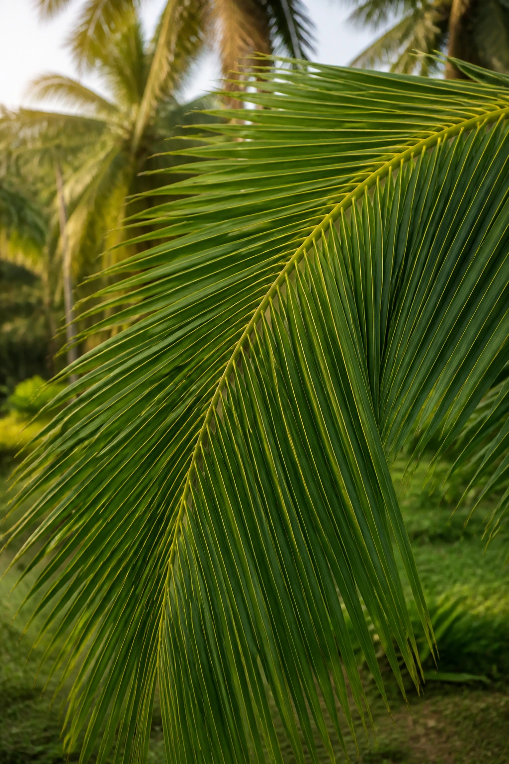 Gardener's Guide: The Best Fertilizer for Coconut Tree 1 Close-up of a healthy coconut palm frond in sunlit grove