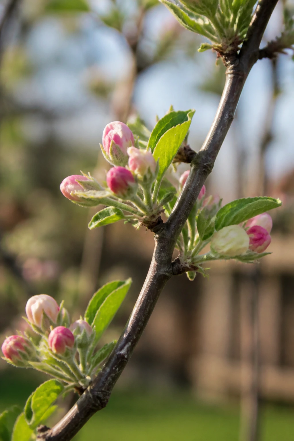 How To Protect Fruit Trees From Frost And Freeze Damage 3 Close-up of a cold-hardy apple tree branch with buds in a spring garden