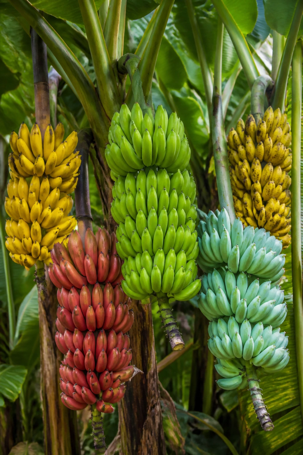 Banana plants displaying cultivated varieties in a tropical grove
