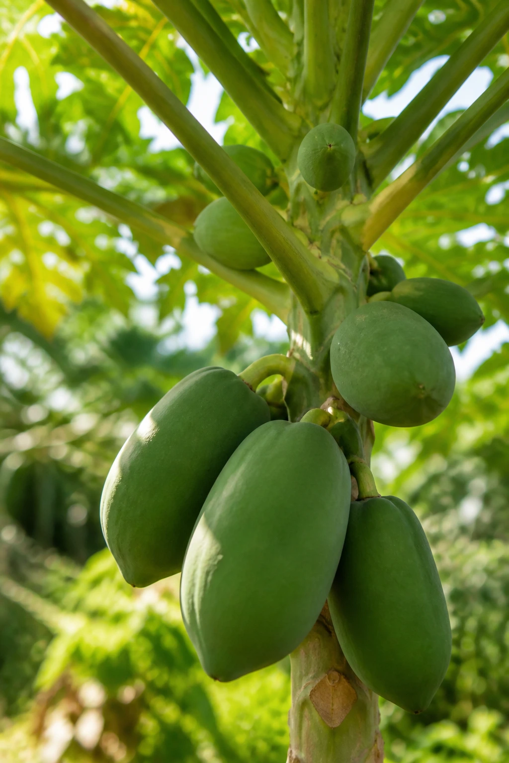 Papaya Vs Pawpaw: A Comprehensive Comparison 9 Papaya fruit on branch in a sunlit garden