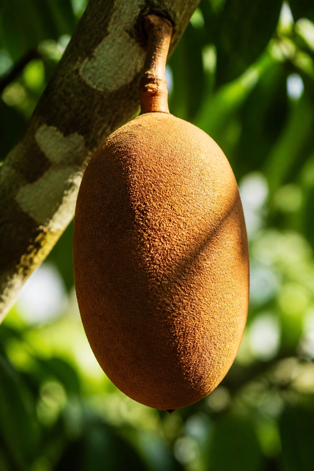 Bright Cupuaçu fruit highlighting its healthful appeal