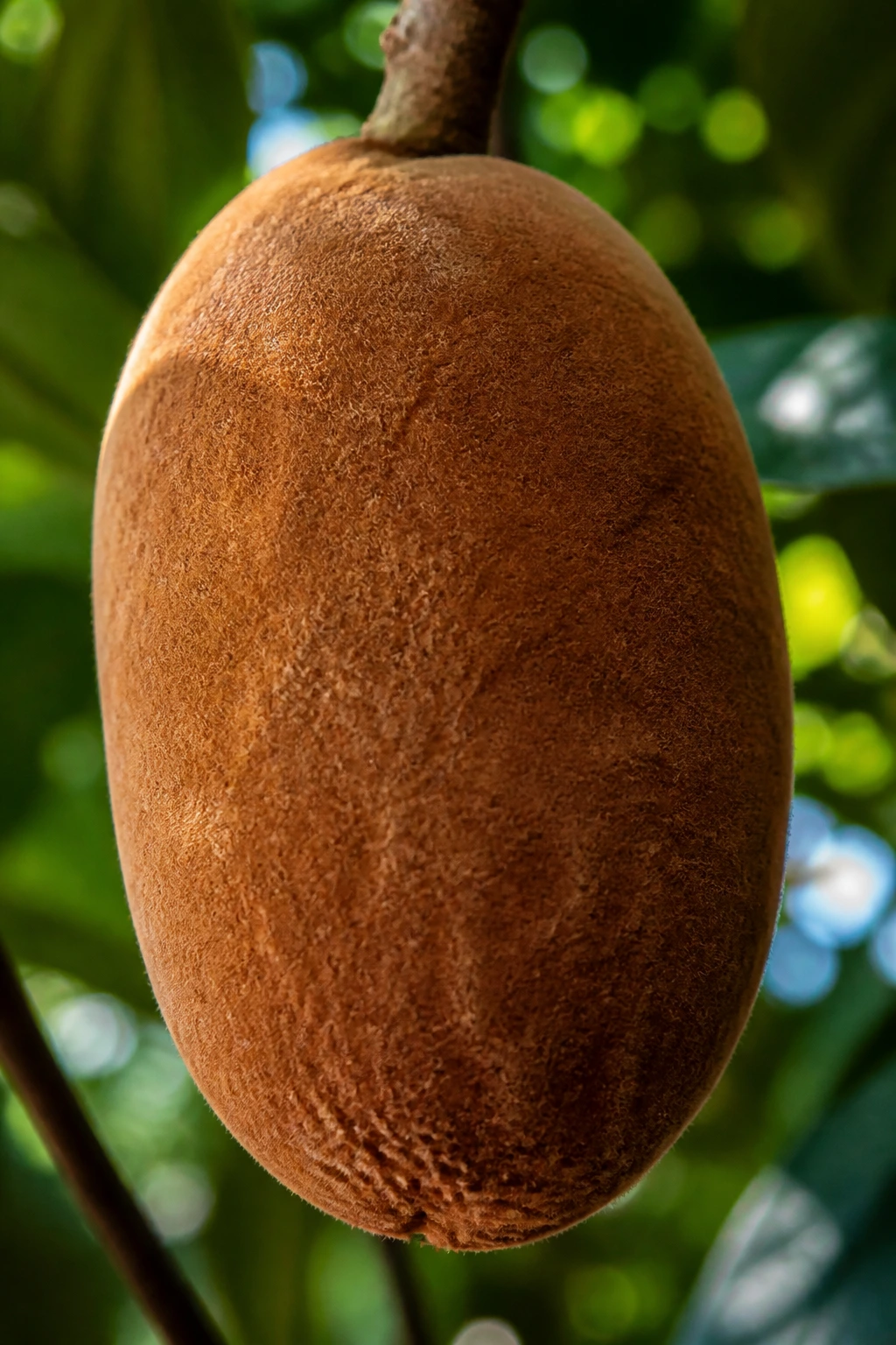 Close-up of Cupuaçu fruit with fuzzy brown shell in rainforest