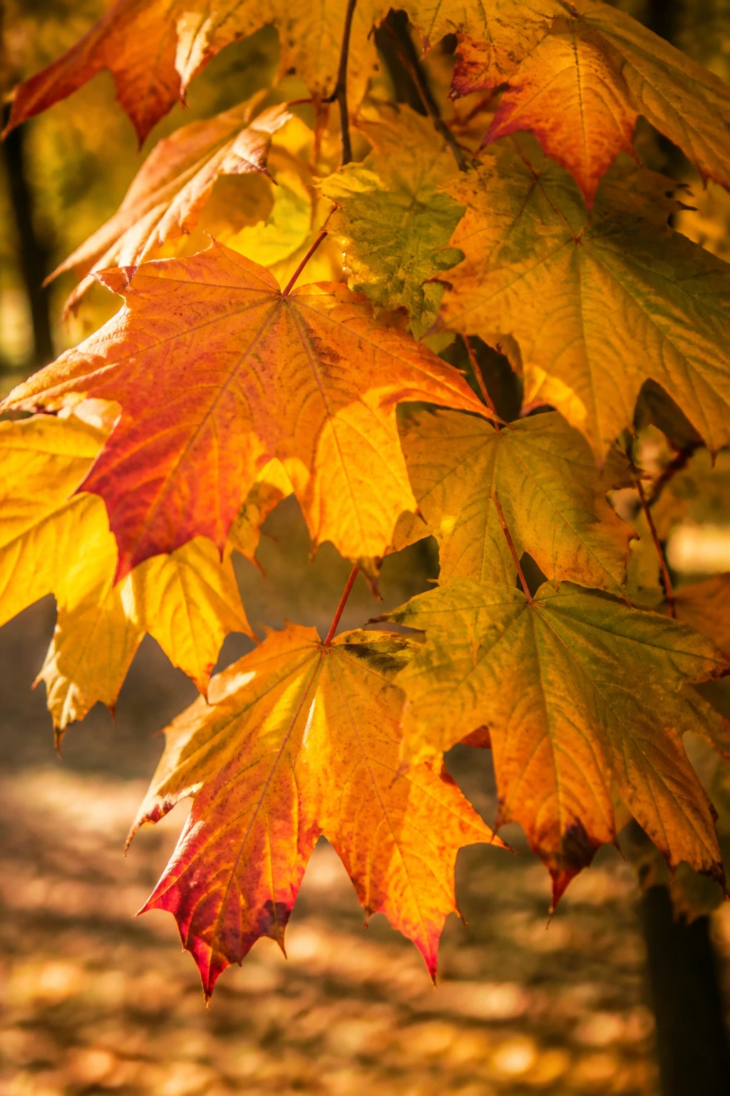 Close-up of deciduous trees' autumn leaves in a park