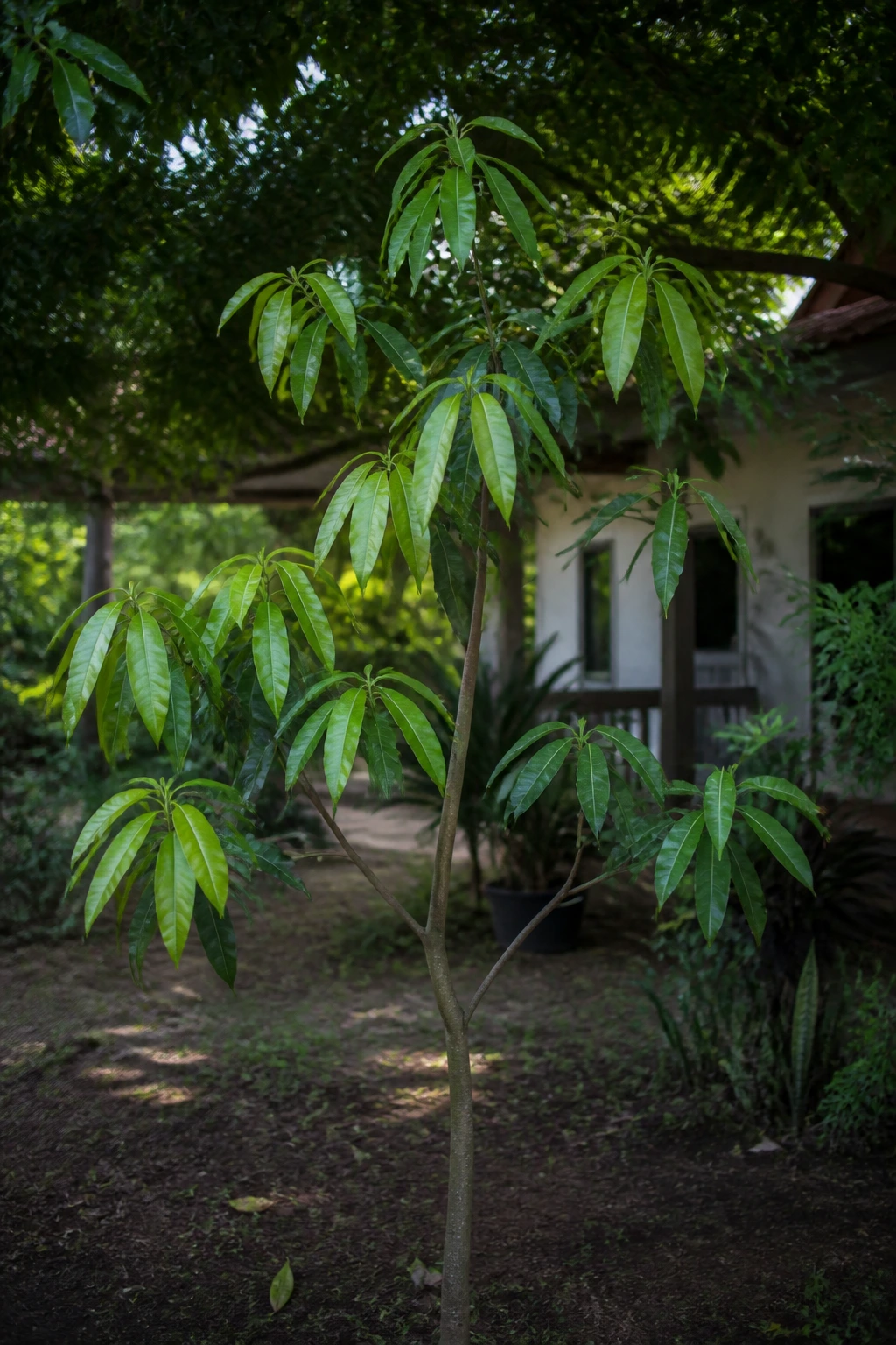 Mango tree with limited sun and sparse canopy showing delayed fruit production.