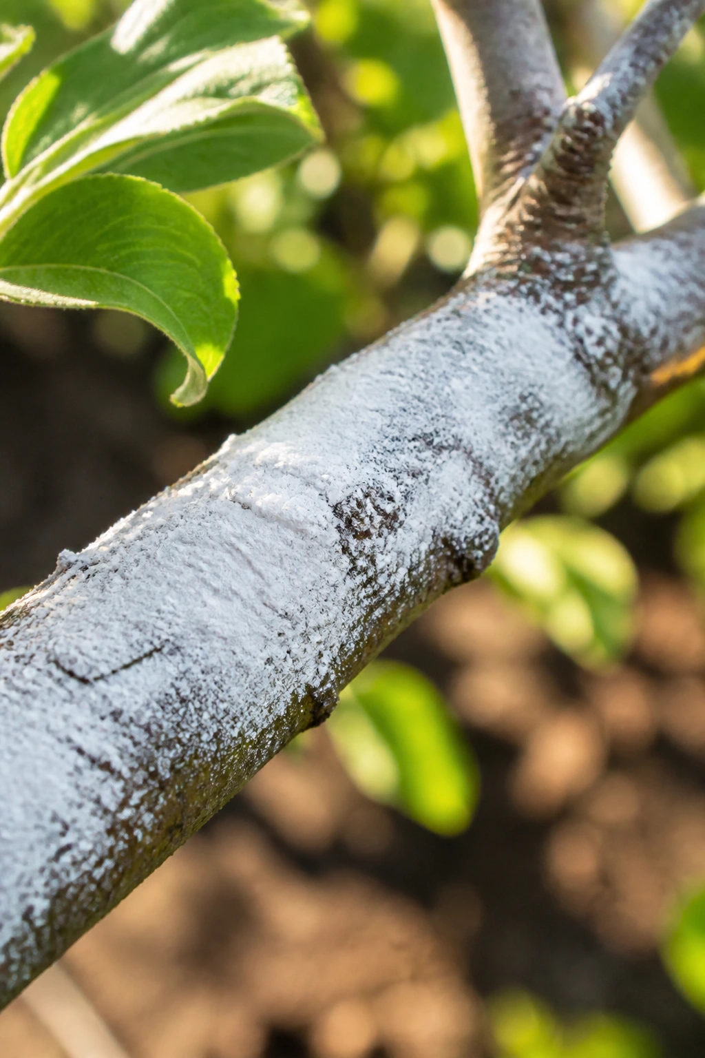 Diatomaceous earth powder on tree branch
