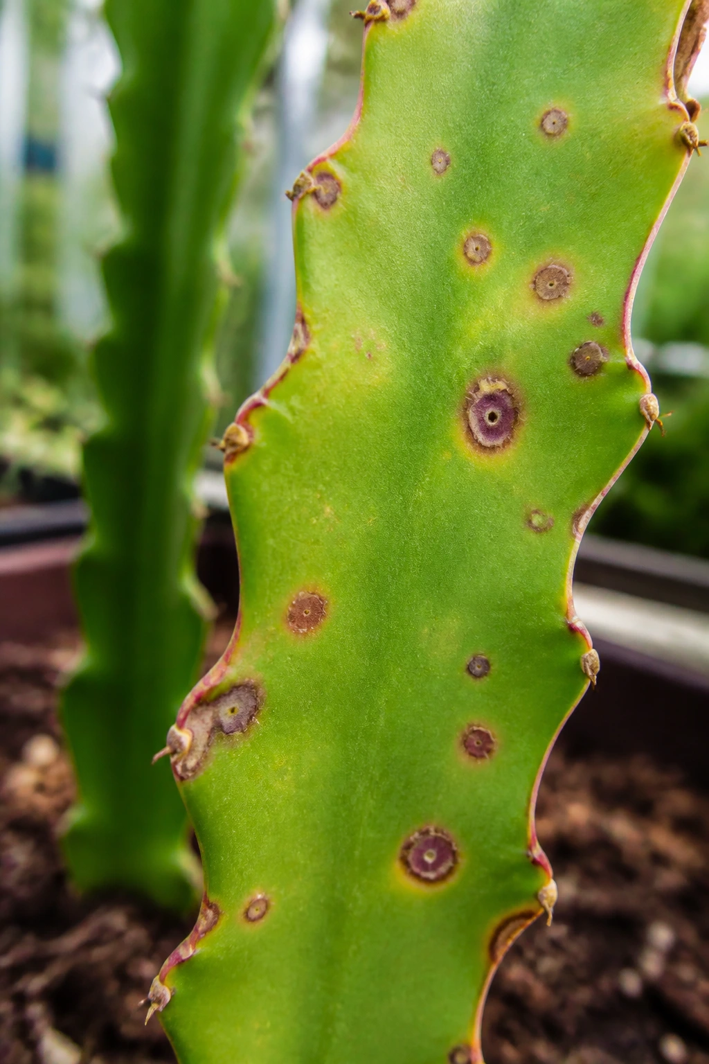 5 Common Dragon Fruit Diseases and Prevention Tips 1 Close-up of dragon fruit cactus stem showing disease spots in greenhouse