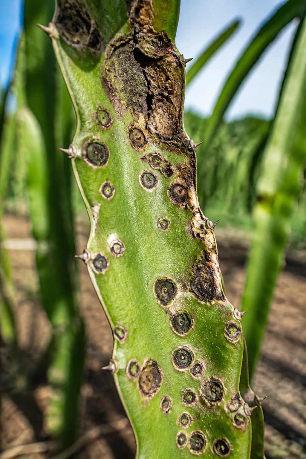 5 Common Dragon Fruit Diseases and Prevention Tips 2 Close-up of dragon fruit stem with disease spots and damaged tissue