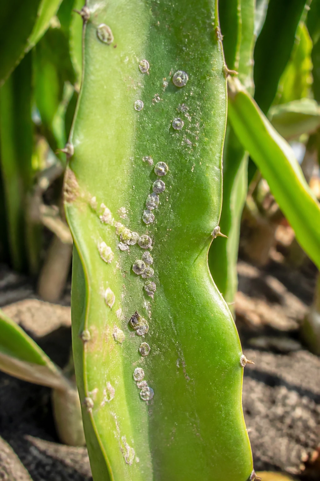 5 Common Dragon Fruit Diseases and Prevention Tips 3 Dragon fruit stem with pests and stress signs in garden