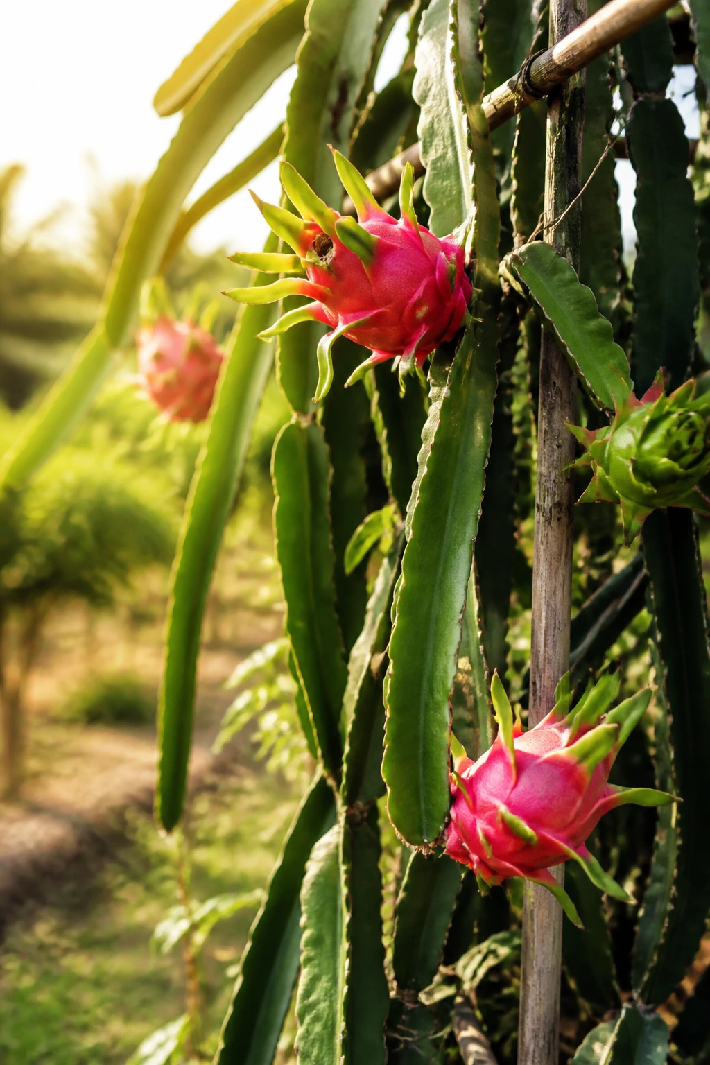 Close-up of a dragon fruit plant climbing a trellis in a sunlit tropical garden