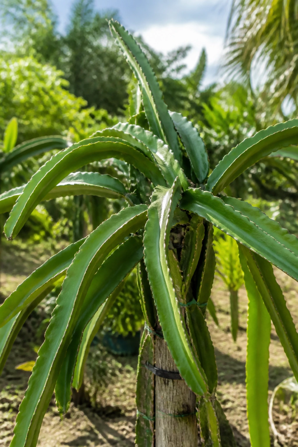Healthy dragon fruit plant in a sunlit garden