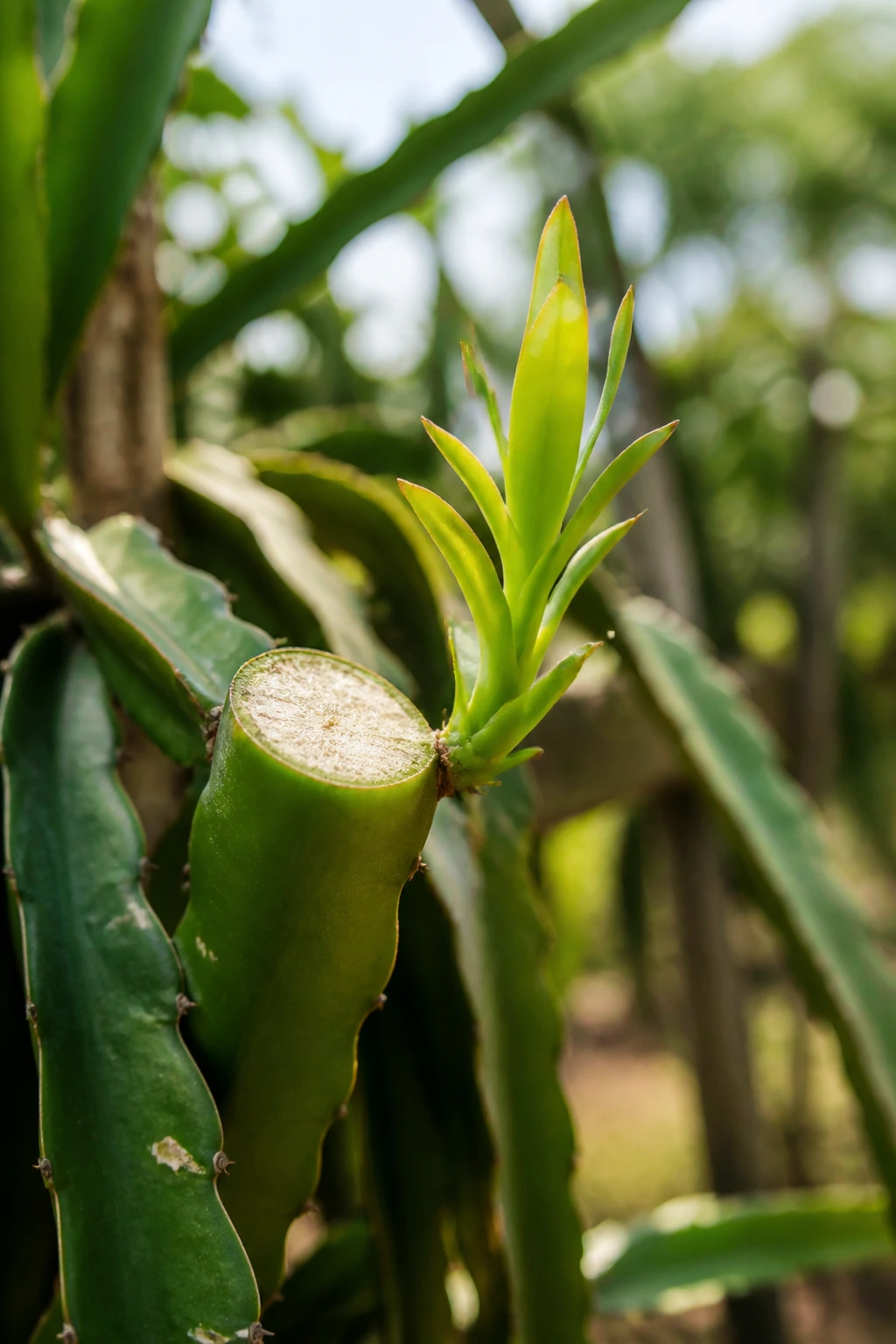 Dragon fruit plant stem with a clean cut and new growth