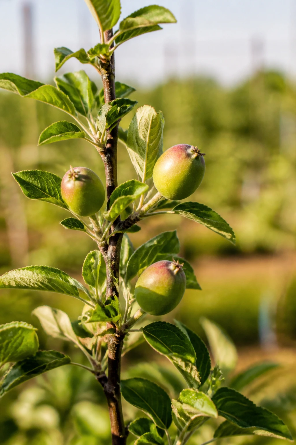 Young apple tree with small developing apples in a sunny orchard
