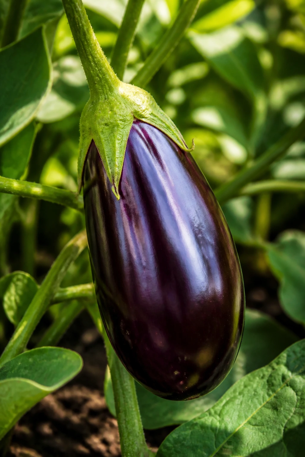 Close-up of a purple eggplant fruit on the plant in a garden