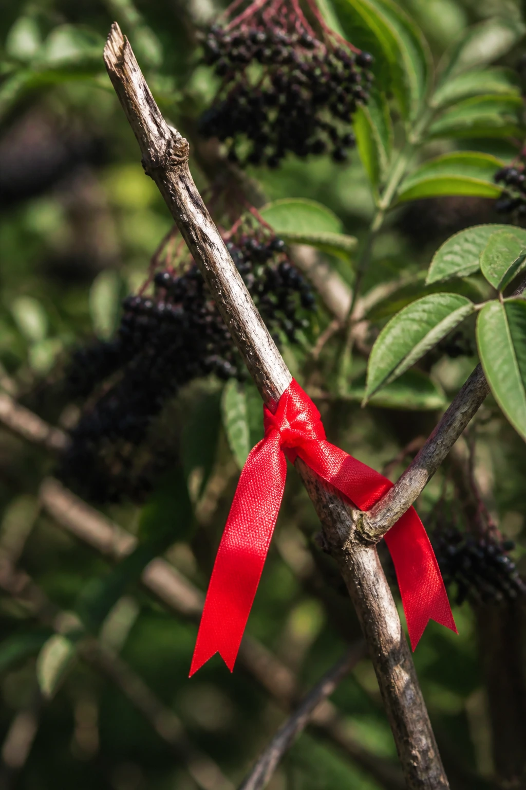 Close-up of elderberry branch with red ribbon marking dead twig in a garden
