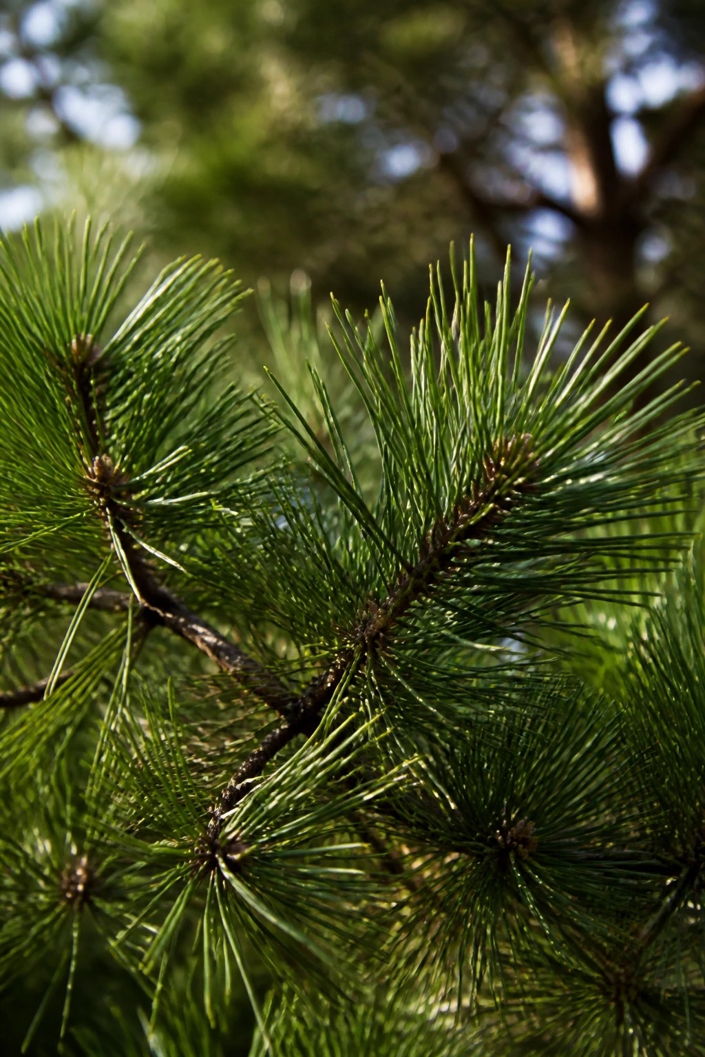 Close-up of evergreen pine needles