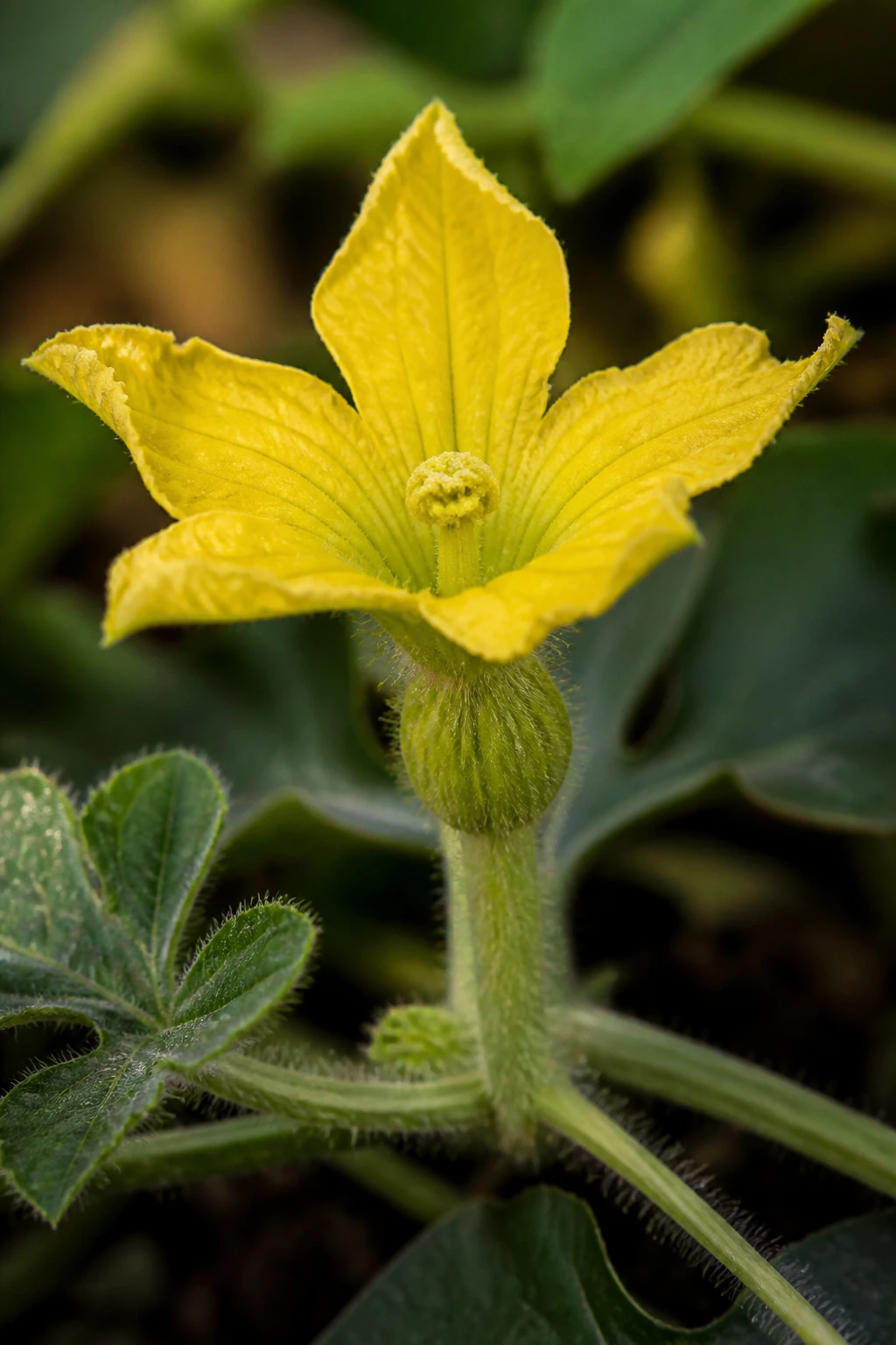 Close-up of a female watermelon blossom with ovary at base