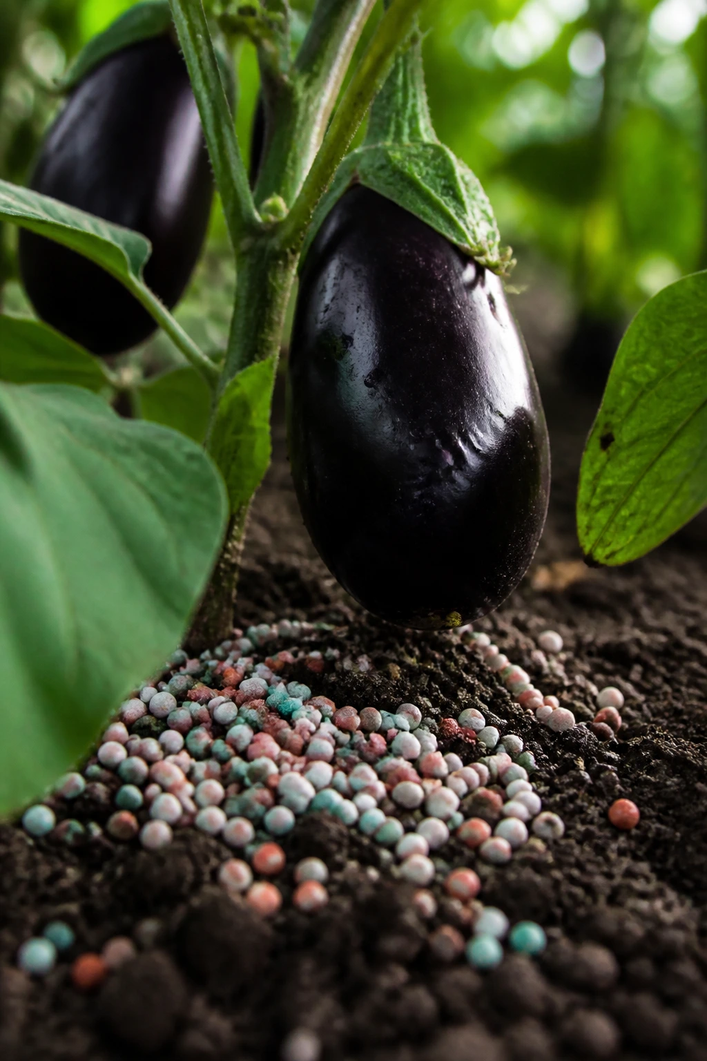 Granular fertilizer pellets around an eggplant plant in a garden