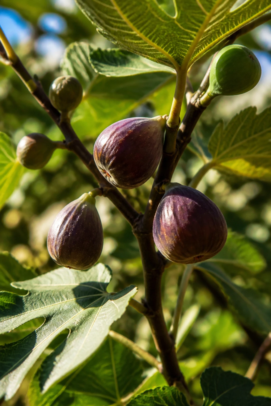 Close-up of a fig branch with ripe figs in a sunlit garden