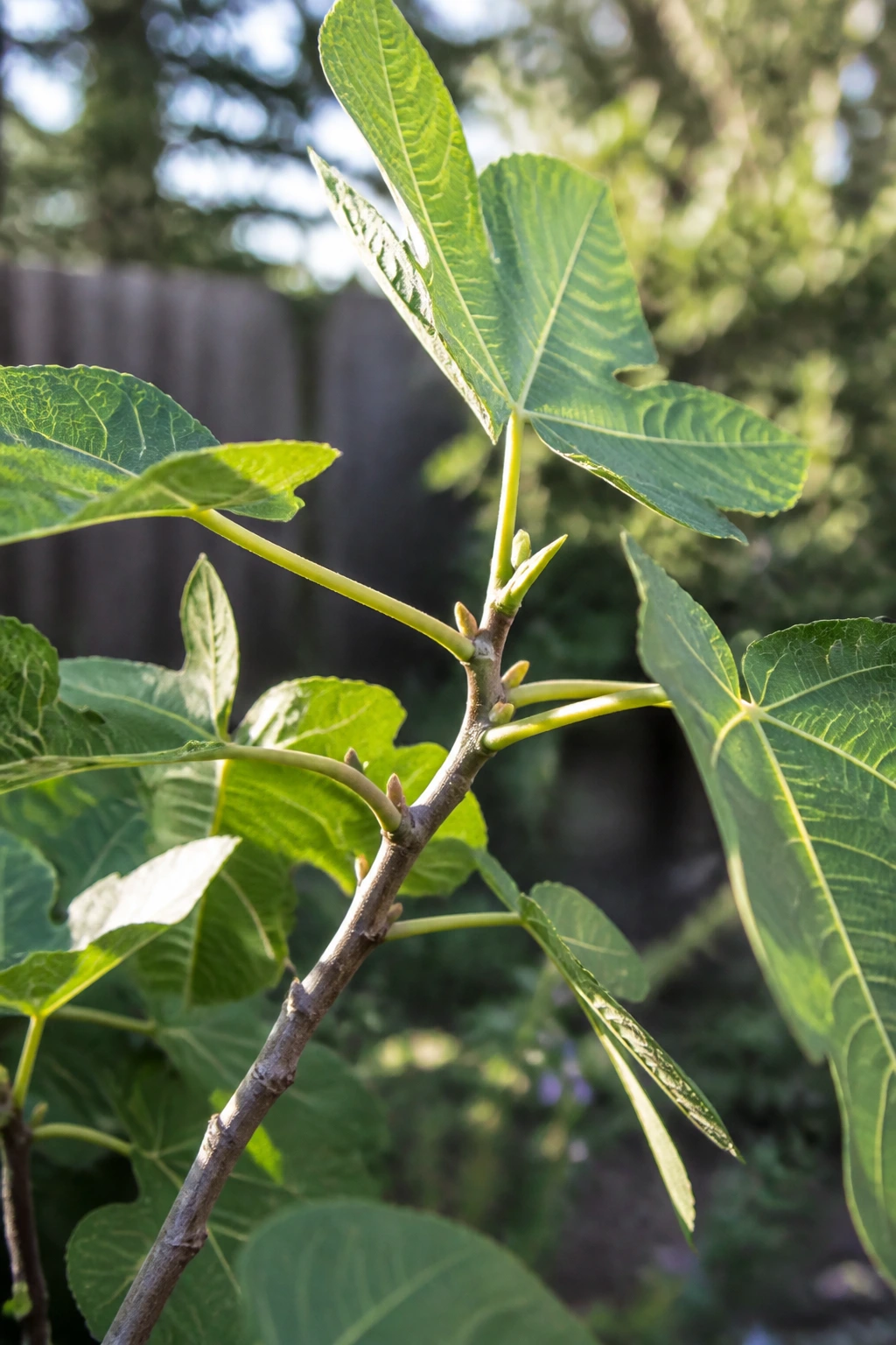 Close-up of a fig tree branch with no fruit in a sunlit garden