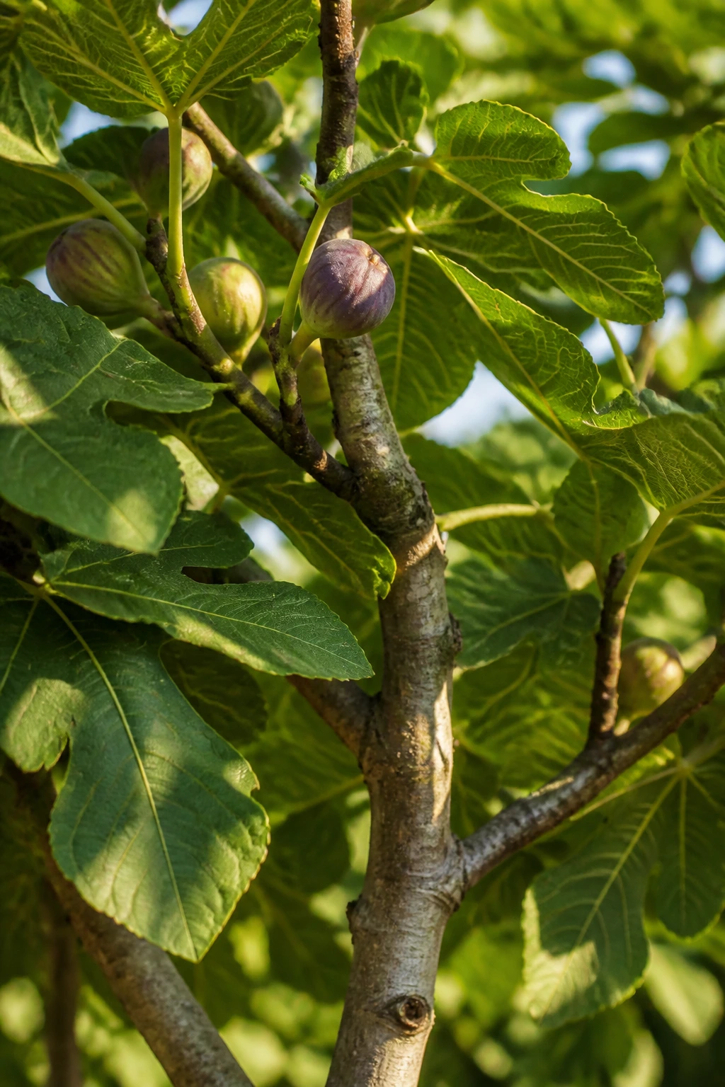 Close-up of a fig tree trunk and leaves with ripening figs in a sunlit garden