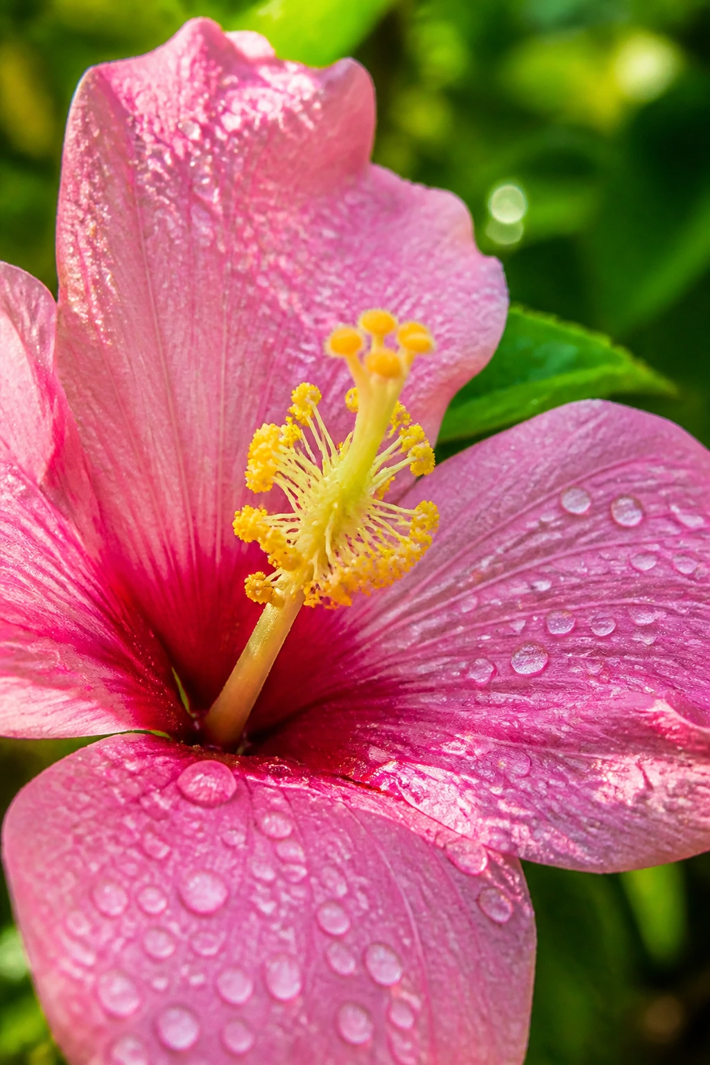 A Comprehensive Explanation Of Seed and Fruit Formation 1 Close-up of a single colorful flower showing its petals and reproductive parts