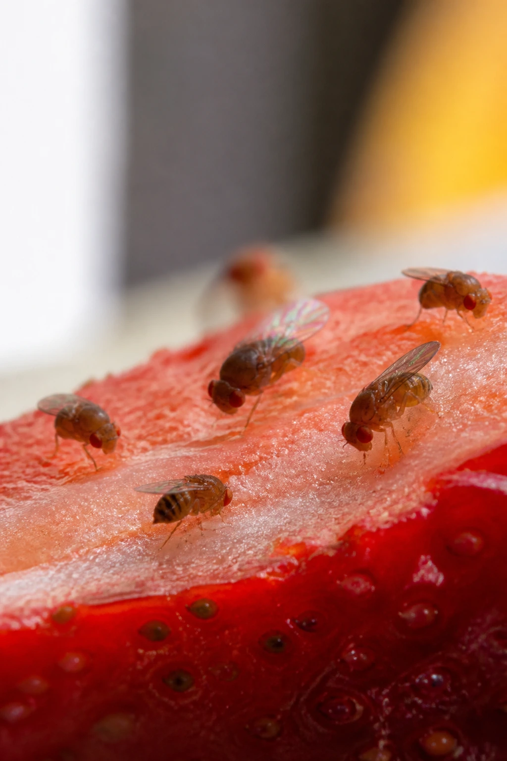 Difference Between Fruit Flies And Gnats: 7 Key Differences 5 Close-up of fruit flies with red eyes on a strawberry in a kitchen setting