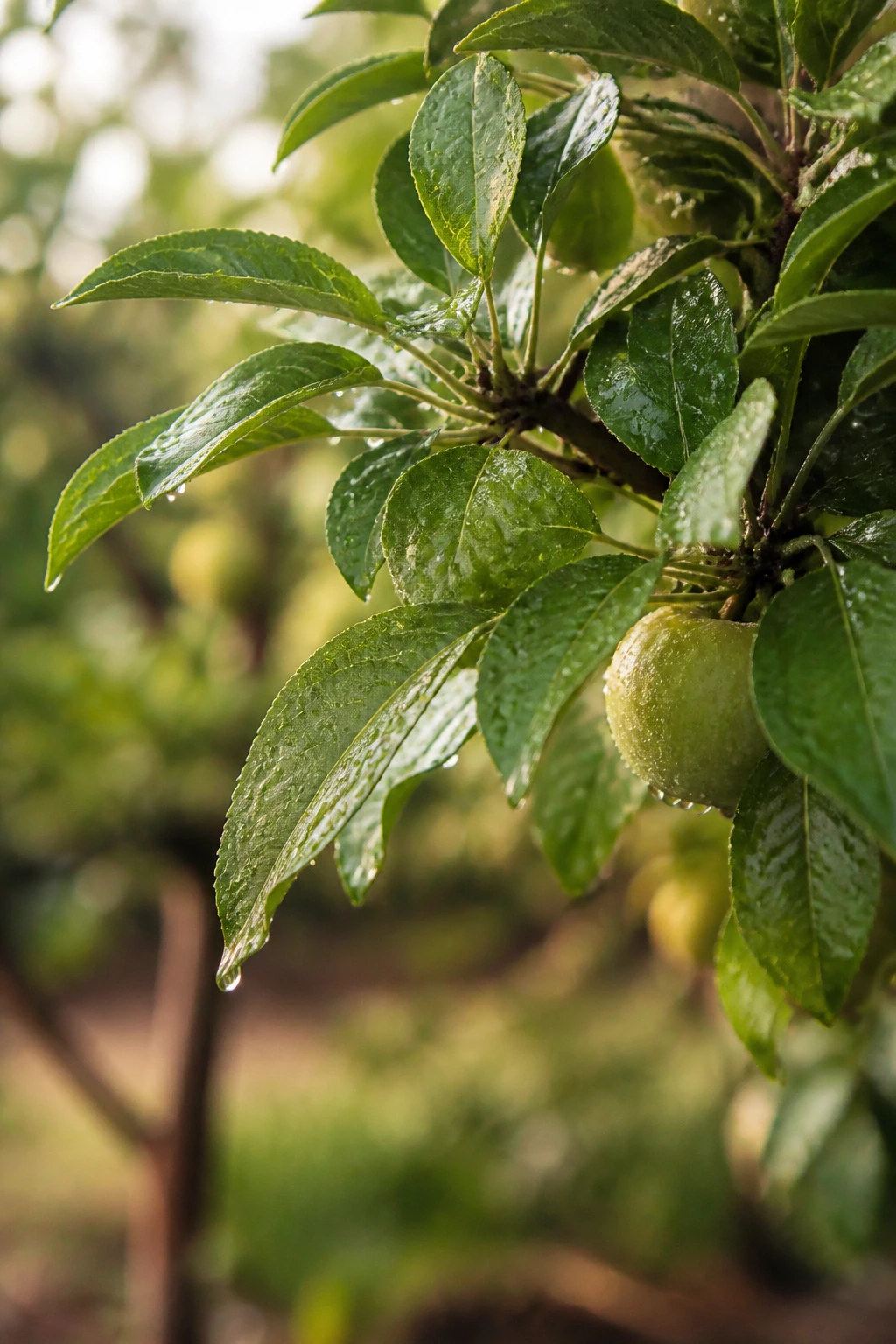 How Much Water Does A Fruit Tree Need? 1 Close-up of a fruit tree leaf with water droplets in a garden, illustrating tree water needs