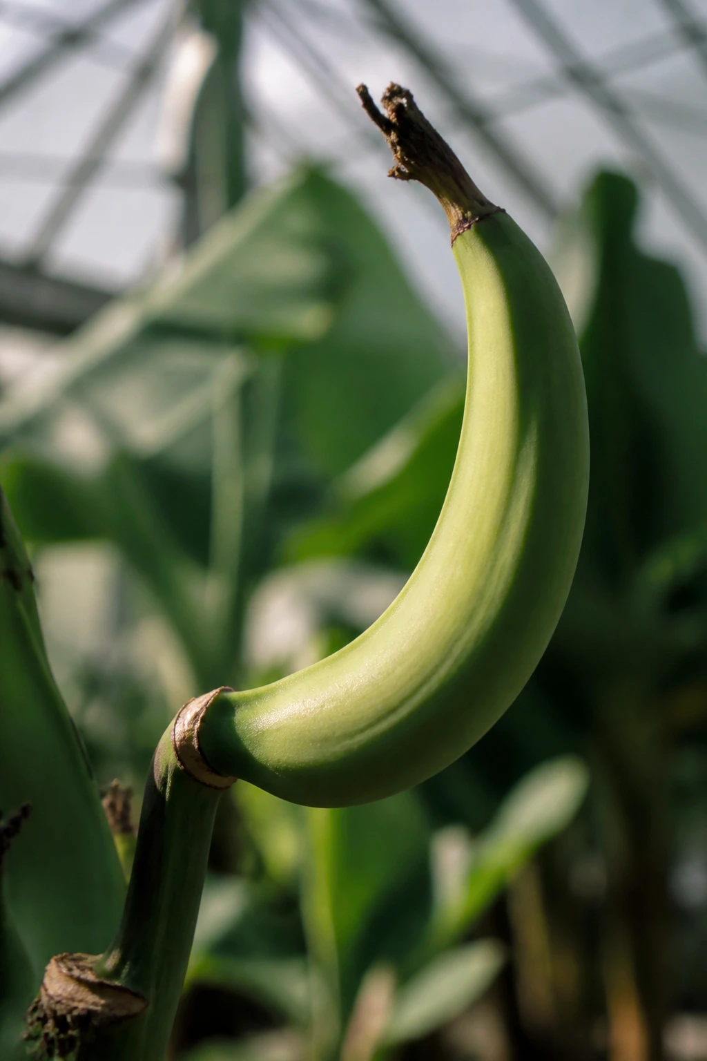 Banana curving upward in a greenhouse demonstrating geotropism.