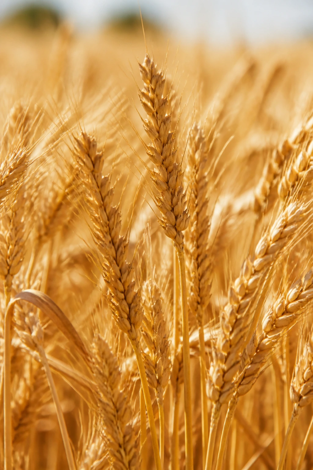 Close-up of wheat heads glowing in sunlight illustrating gluten.
