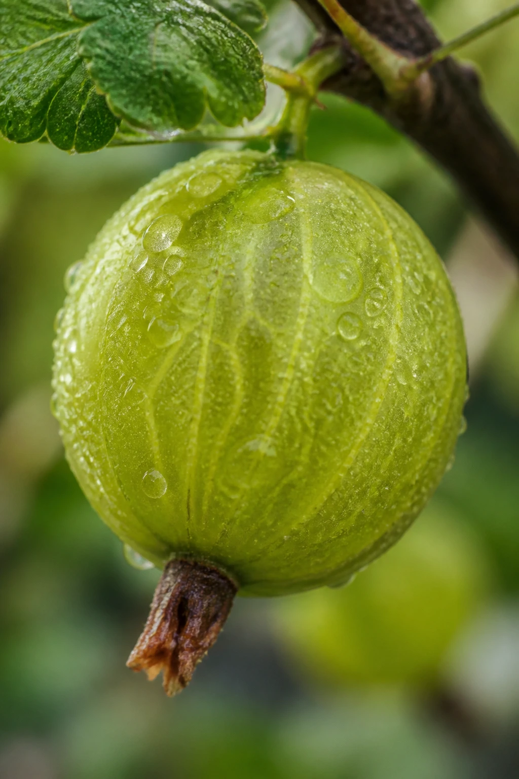 Close-up of green gooseberry with dew on a soft garden backdrop