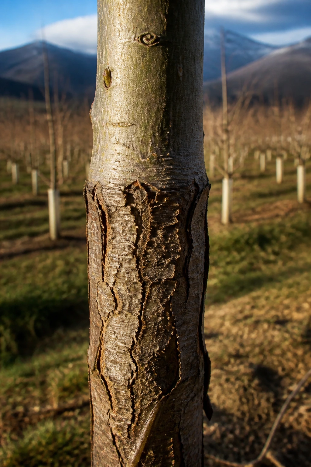 Why Are Fruit Trees Grafted? Everything You Need To Know 15 Close-up graft union on a fruit tree trunk in an outdoor orchard, illustrating weather-hardy grafting.