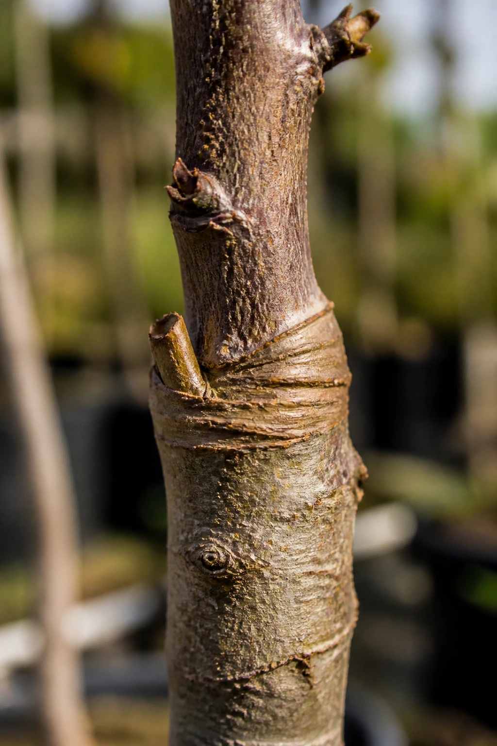Why Are Fruit Trees Grafted? Everything You Need To Know 9 Close-up graft union on a fruit tree showing scion and rootstock integrated.