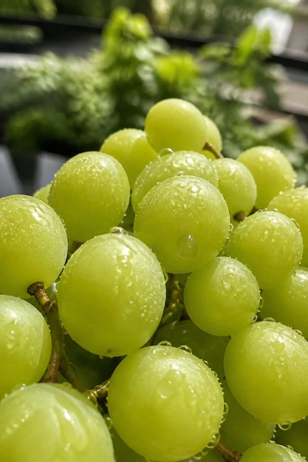 10 Incredible Benefits of Eating Green Grapes for Skin 9 Close-up of green grapes filling frame with water droplets in sunlit outdoor setting, illustrating skin hydration