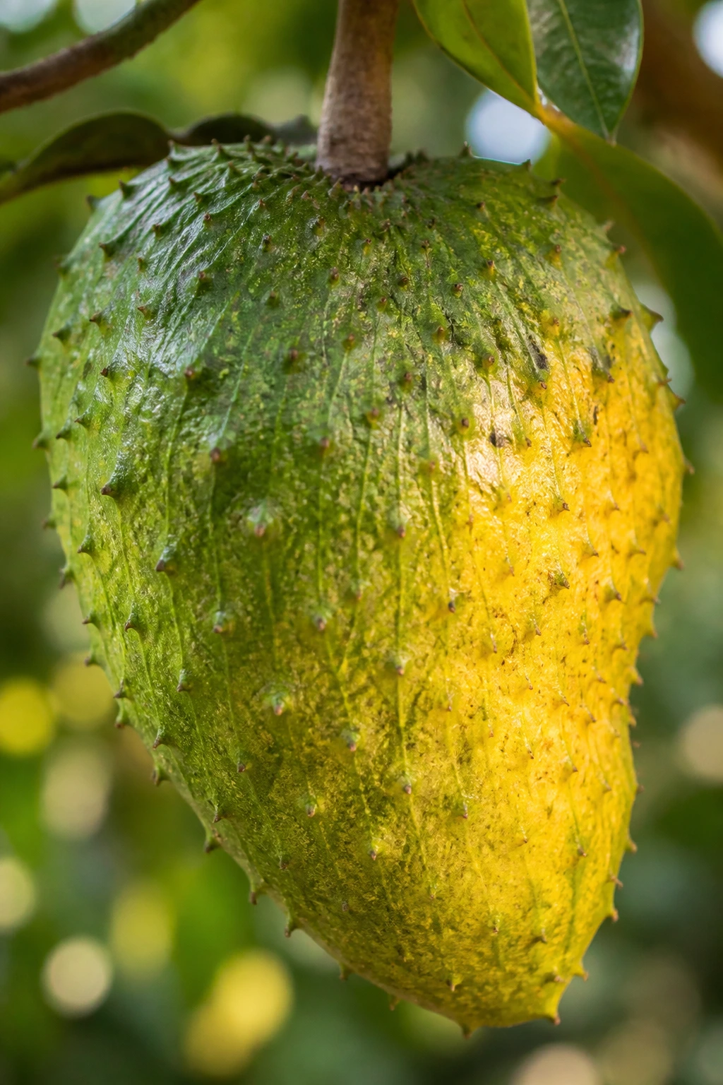 Heart-shaped Guanábana fruit with spiky green skin