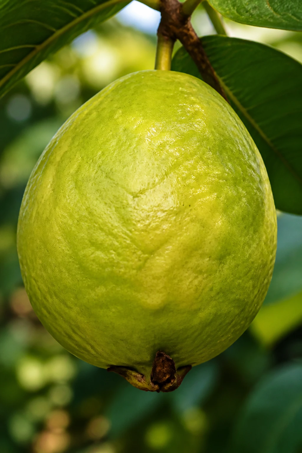 Close-up of a ripe guava filling the frame