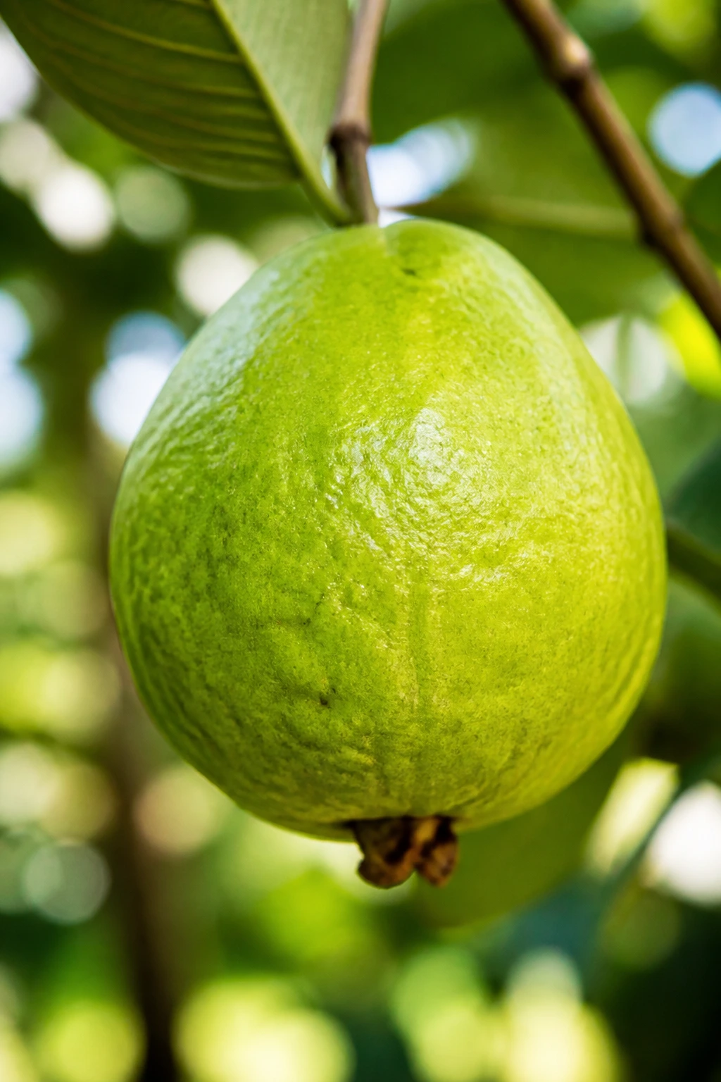 Is Guava Fruit Good For Diabetes? Benefits, Effects & More 8 Close-up of ripe green guava with textured skin in natural daylight