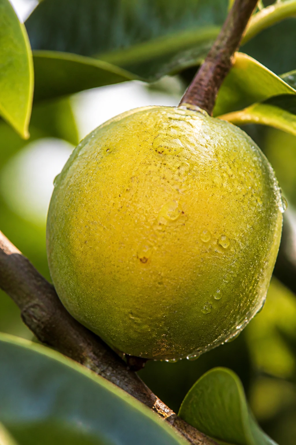 12 Health Benefits Of Guinep Fruit You Must Know 2 Close-up of a ripe guinep fruit with green-yellow skin in a tropical setting