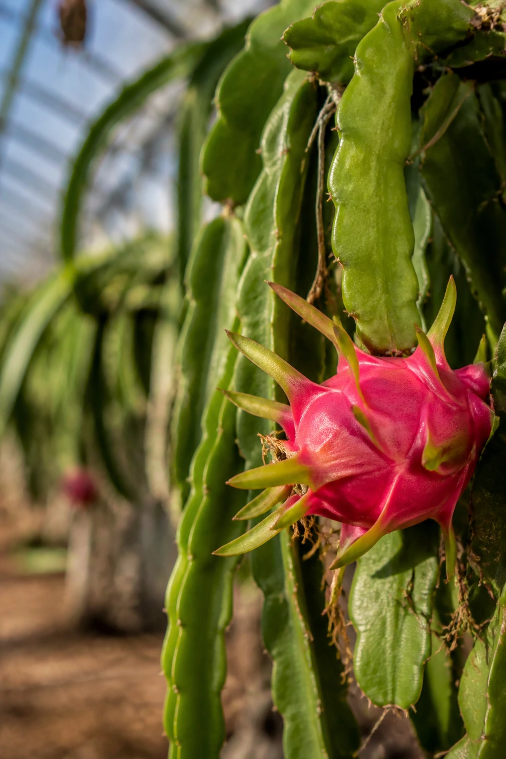 5 Common Dragon Fruit Diseases and Prevention Tips 4 Healthy dragon fruit plant with ripe fruit in greenhouse