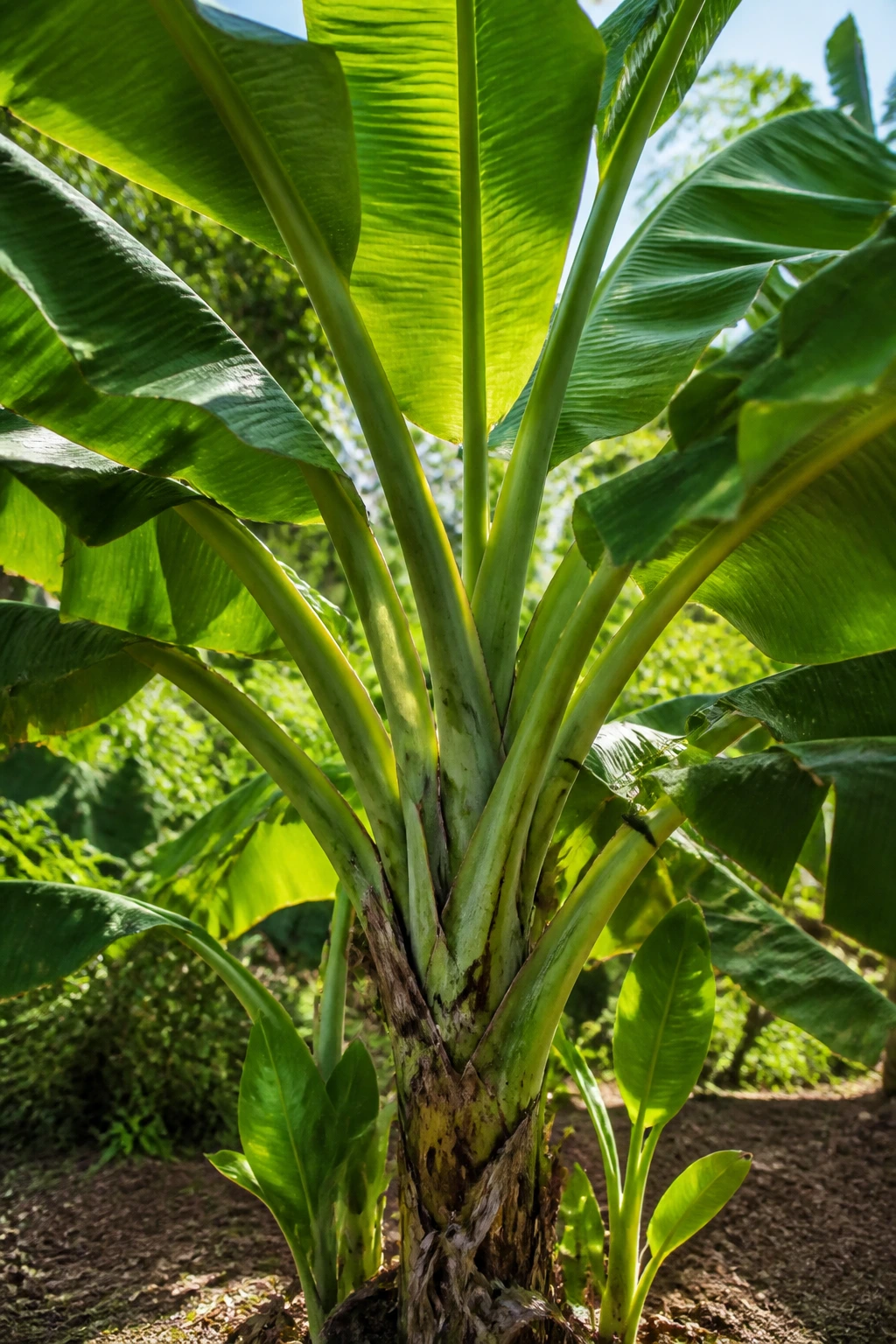 Healthy plantain tree in garden showing lush leaves and vitality