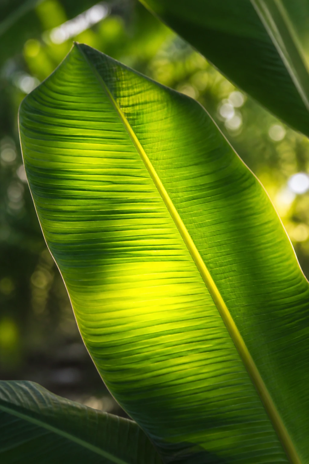 12 Surprising Banana Leaves Benefits For Your Health 5 Banana leaf bathed in warm light suggesting heart-healthy nutrients