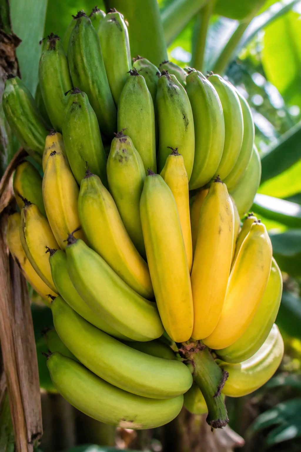 Horn plantains cluster in tropical setting, choosing variety concept